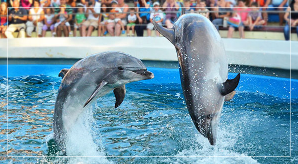 dolphinarium constanta