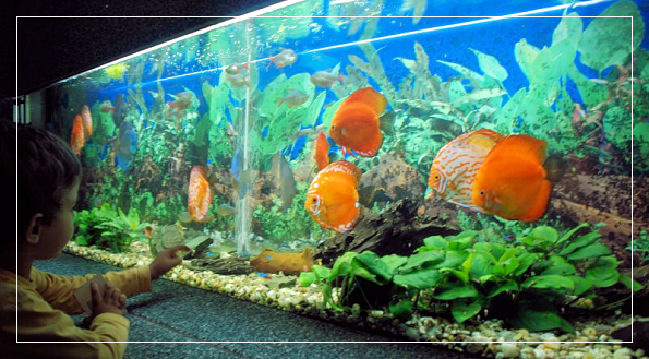 aquarium constanta